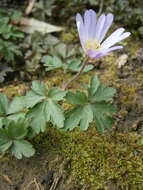 Image of Balkan Anemone