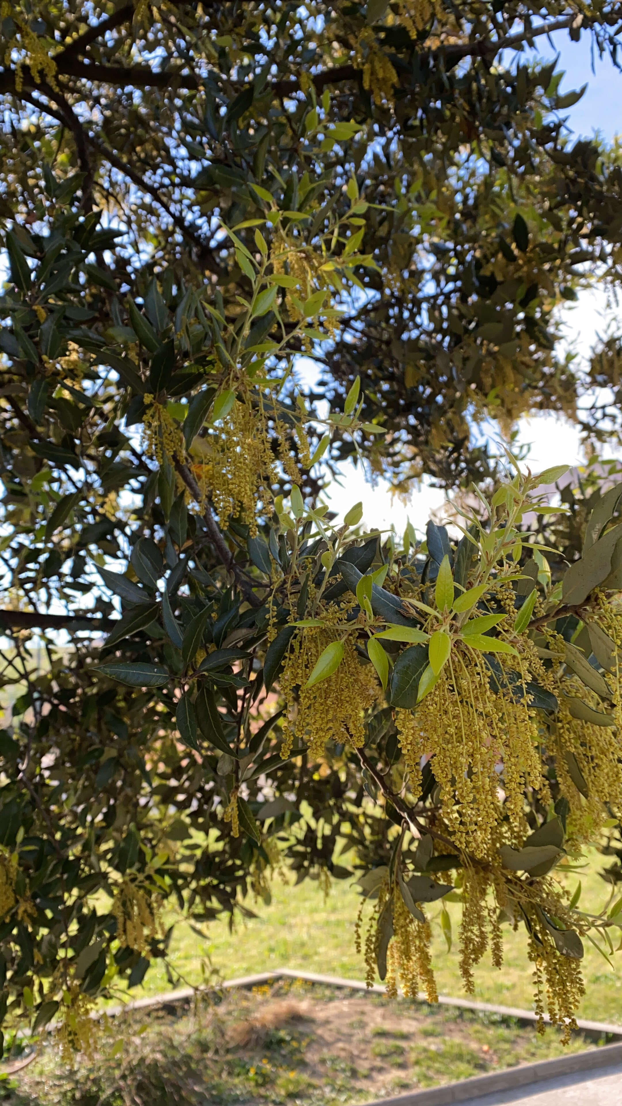 Image of Holm Oak