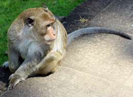 Image of Long-tailed Macaque