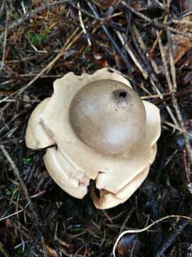 Plancia ëd Geastrum triplex Jungh. 1840