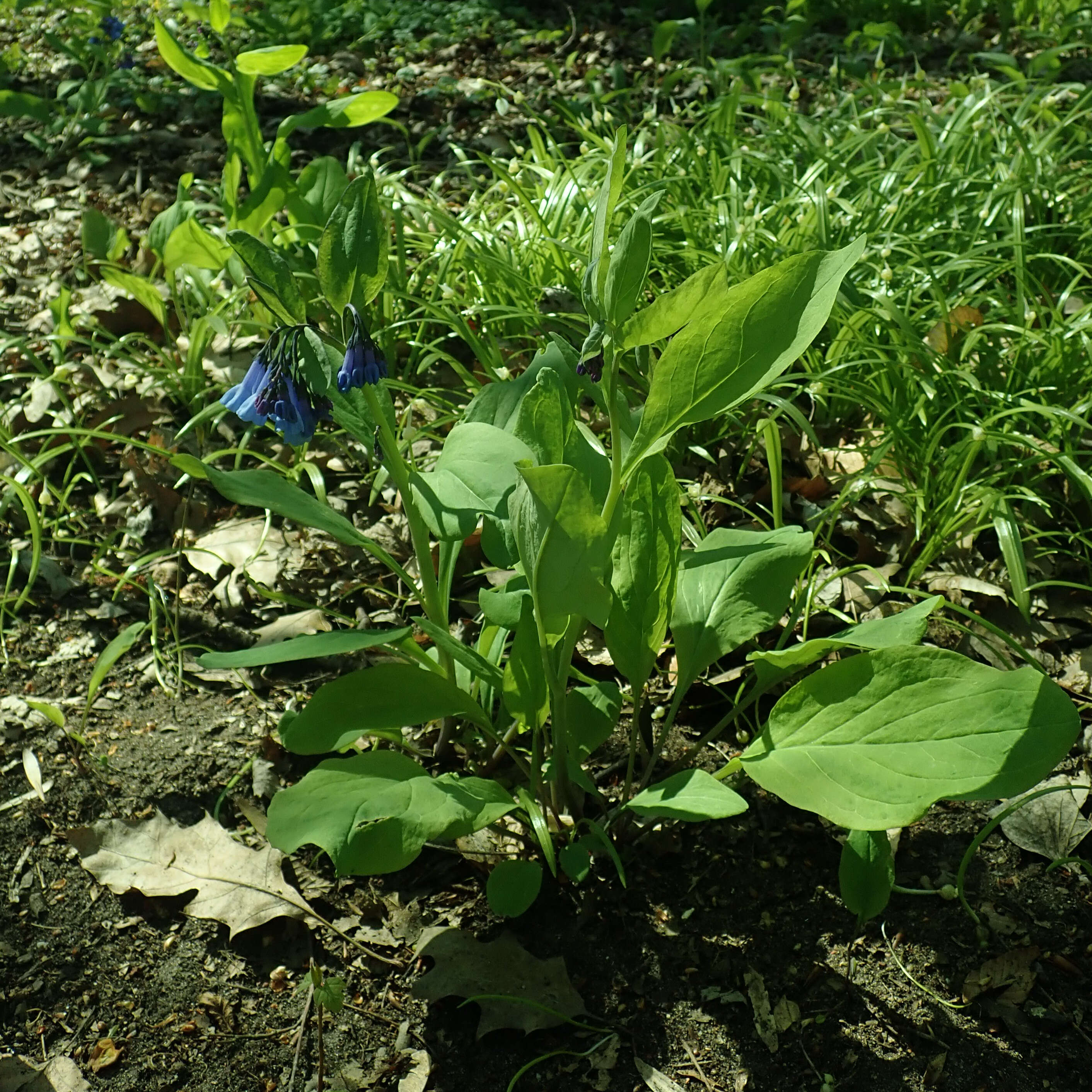 Image of Virginia Bluebell