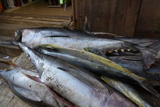 Image of mackerels