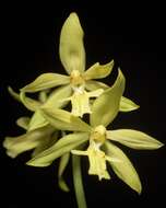 Image of Calanthe striata R. Br. ex Spreng.