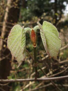 Image of Acer distylum Sieb. & Zucc.