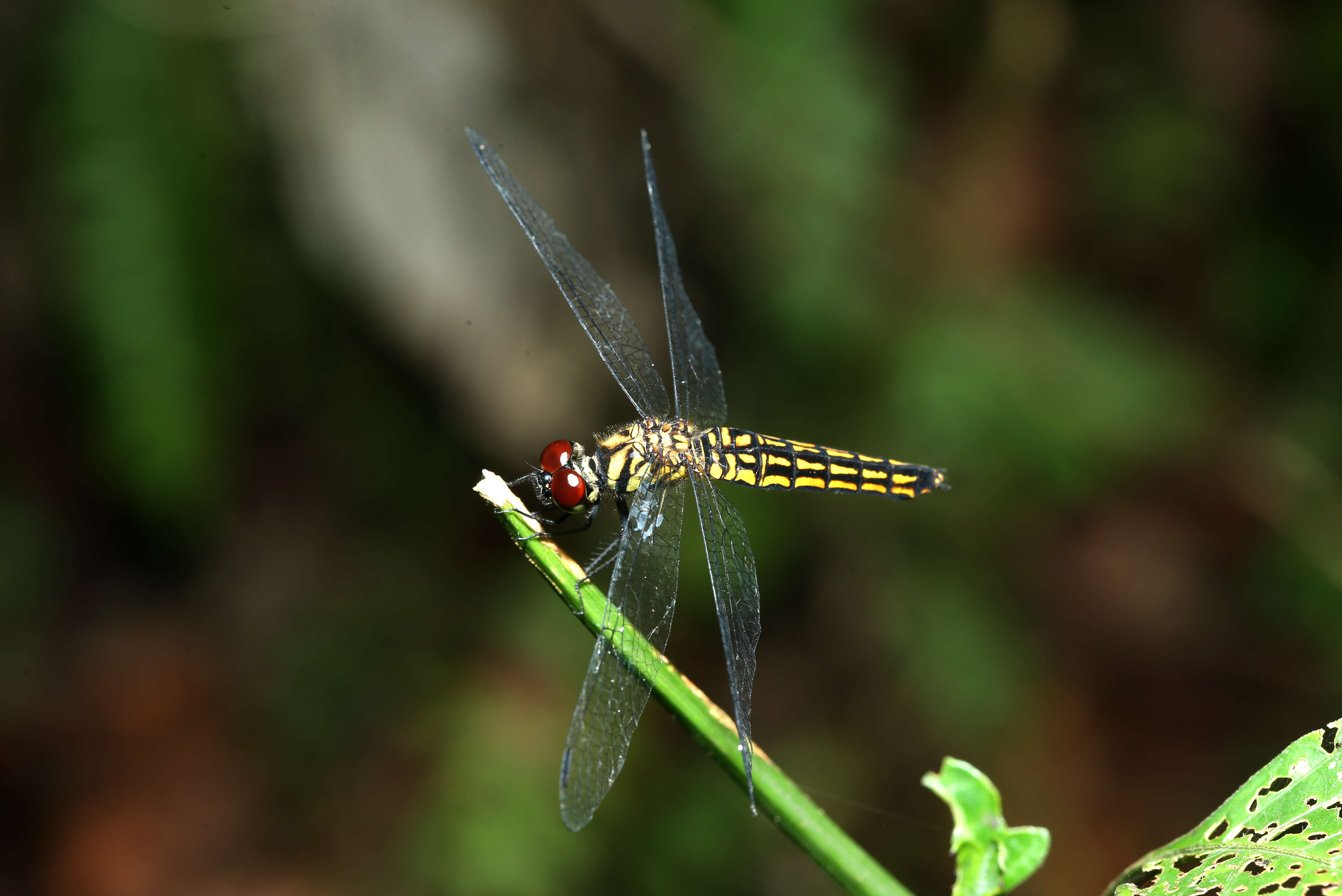 Image of little bloodtail