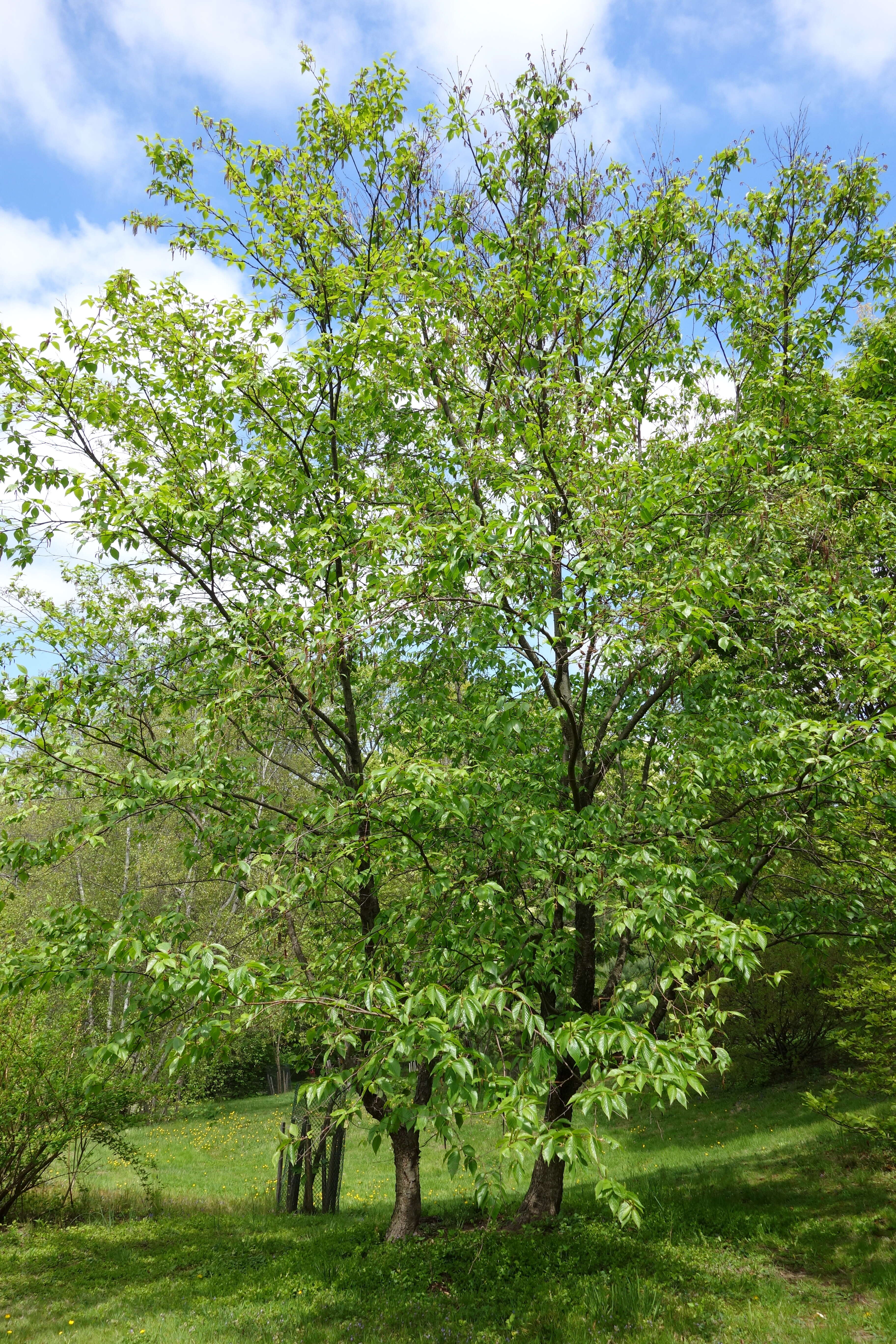 Image of Betula schmidtii Regel