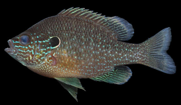 Image of Dollar Sunfish