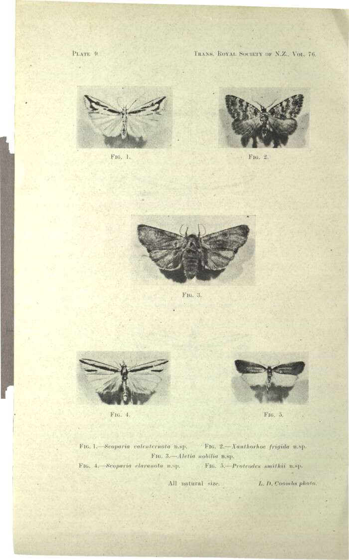 Image of Proteodes smithi Howes 1946
