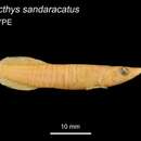 Слика од Lepadichthys sandaracatus Whitley 1943