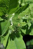 Image of common burdock