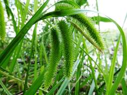 Image of Cyperus Sedge