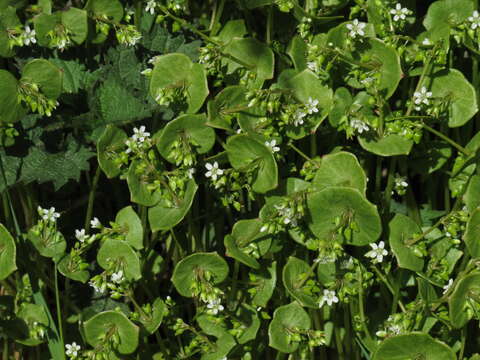 Image of Indian lettuce