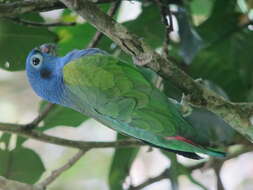 Image of Blue-headed Parrot