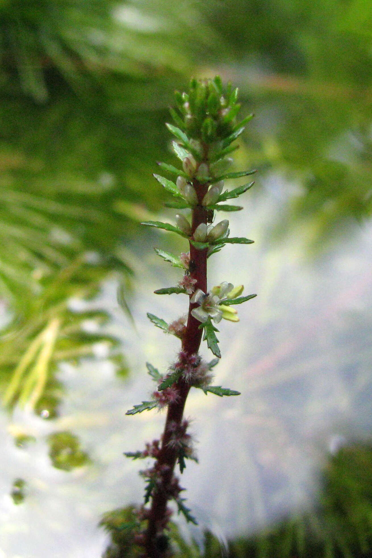 Image of twoleaf watermilfoil