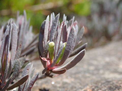 Sivun Darwinia glaucophylla B. G. Briggs kuva