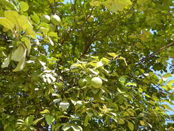 Image of Citrus maxima