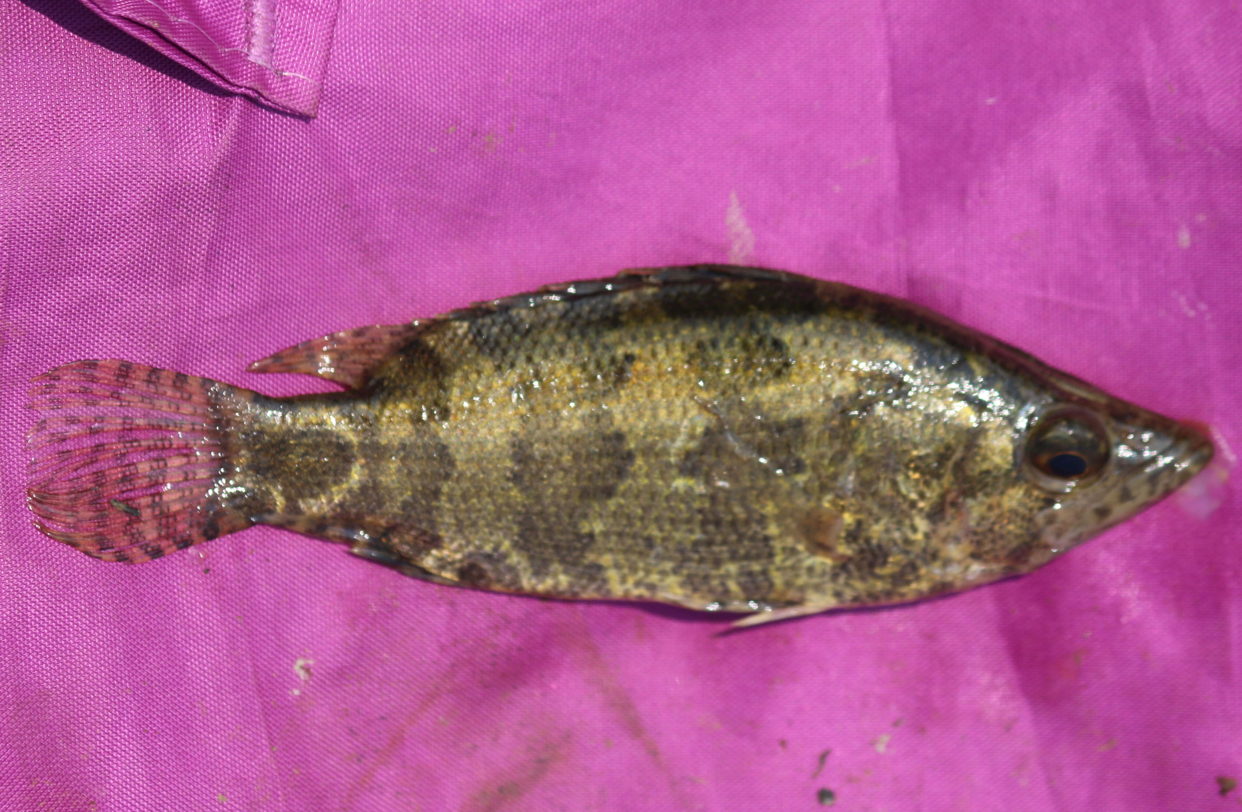 Image of leaffishes