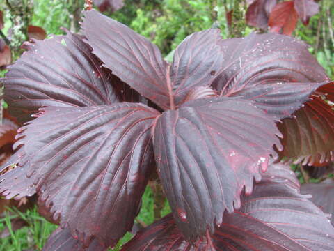 Image de Acalypha wilkesiana Müll. Arg.