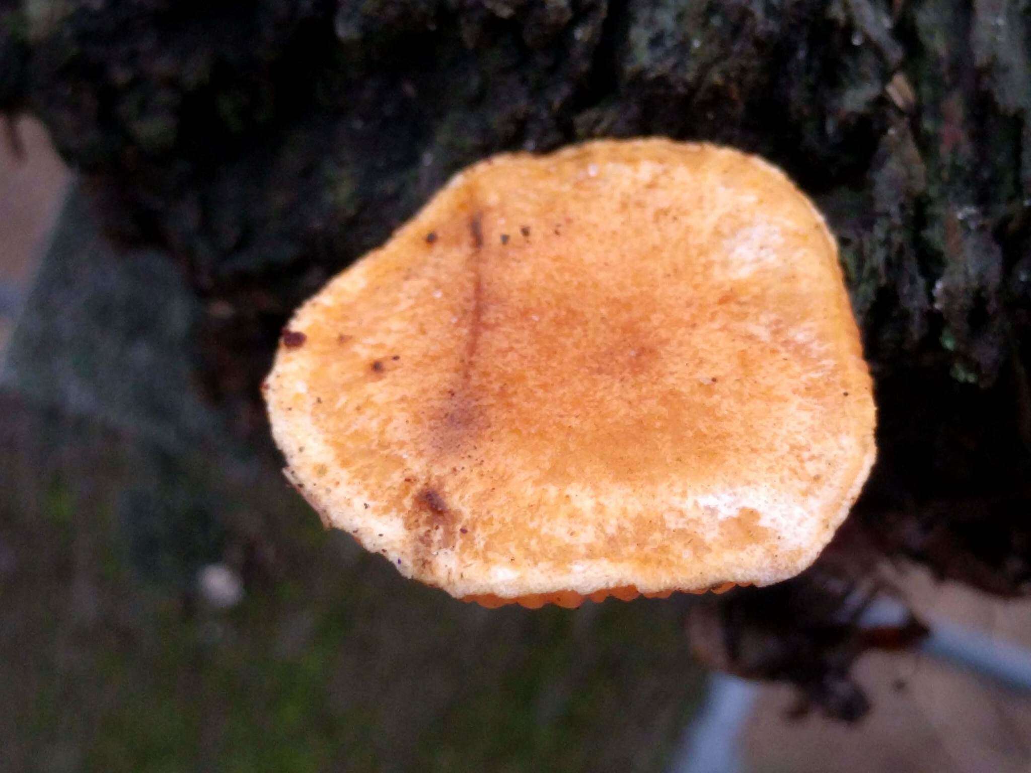 Imagem de Hygrophoropsis aurantiaca (Wulfen) Maire 1921