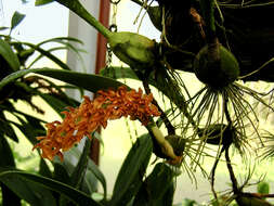 Image of Bulbophyllum sicyobulbon C. S. P. Parish & Rchb. fil.