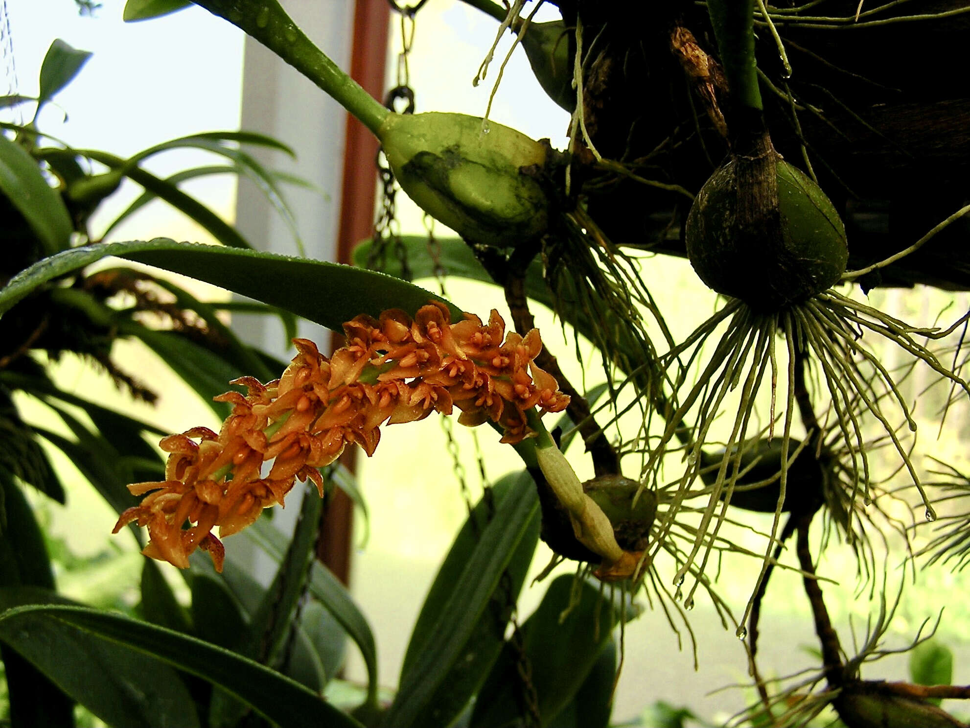 Imagem de Bulbophyllum sicyobulbon C. S. P. Parish & Rchb. fil.