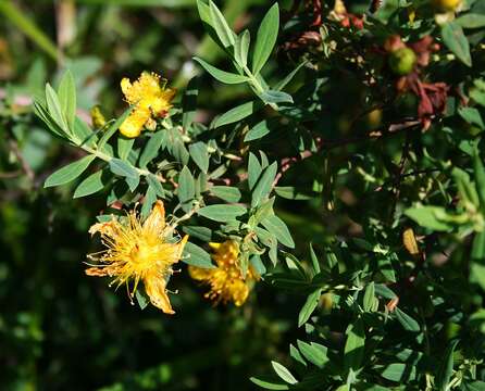 Image of Hypericum revolutum Vahl