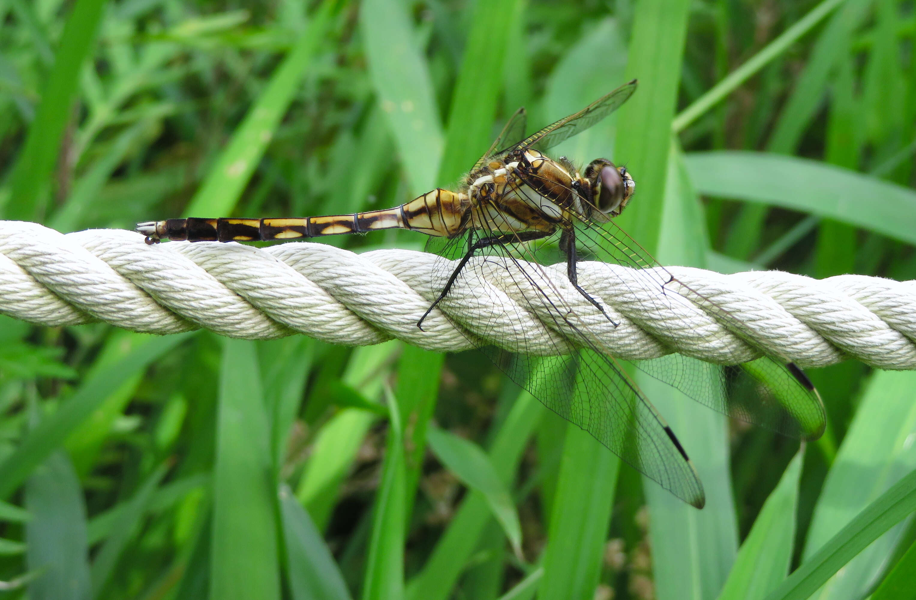 Sivun Orthetrum albistylum (Selys 1848) kuva