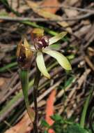 Plancia ëd Caladenia transitoria D. L. Jones