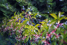 Image of Virginia creeper