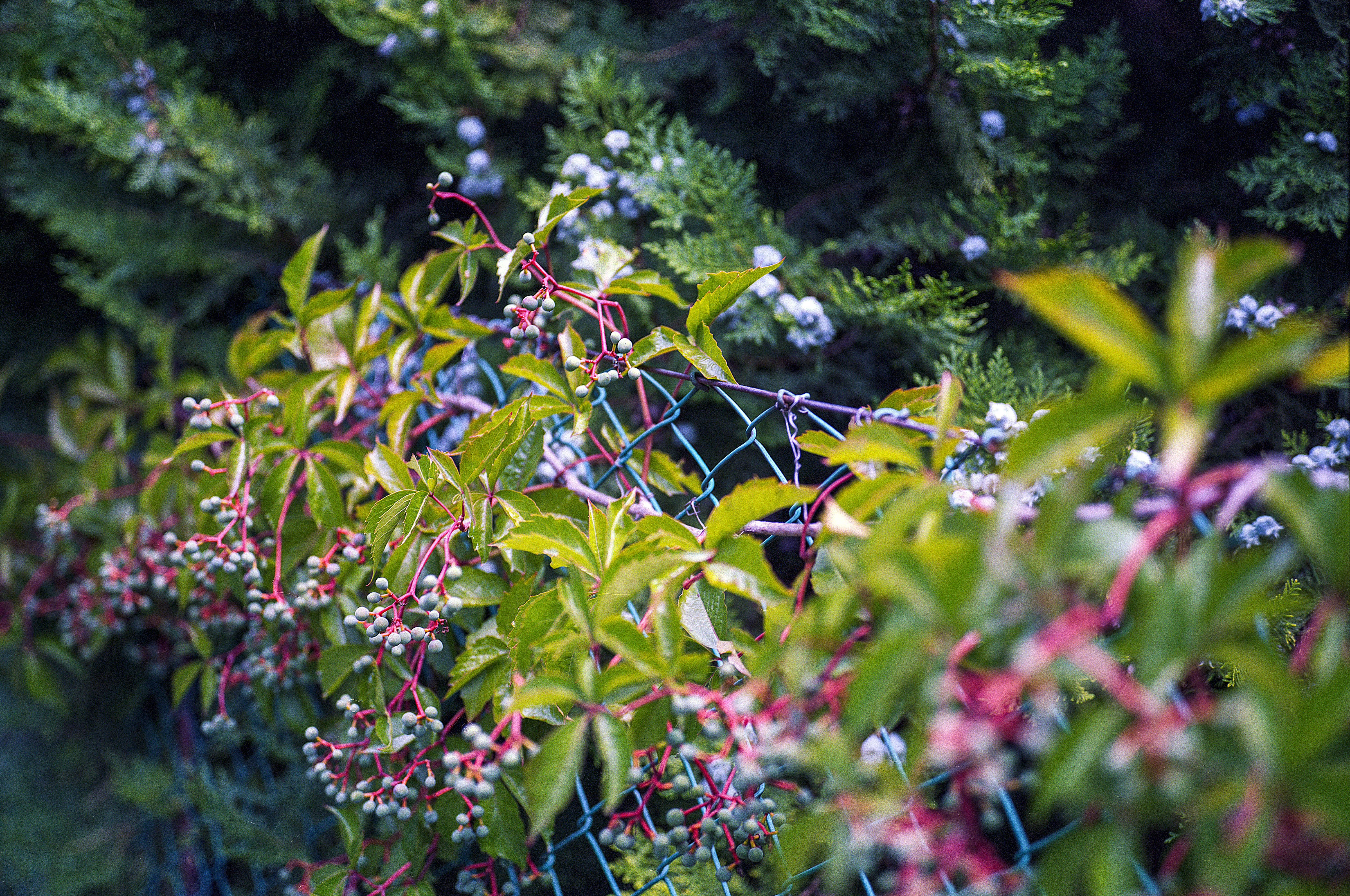 Image of Virginia creeper