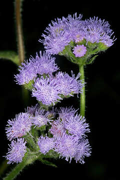 Imagem de Ageratum houstonianum Mill.