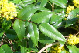 Image of Hollyleaved barberry