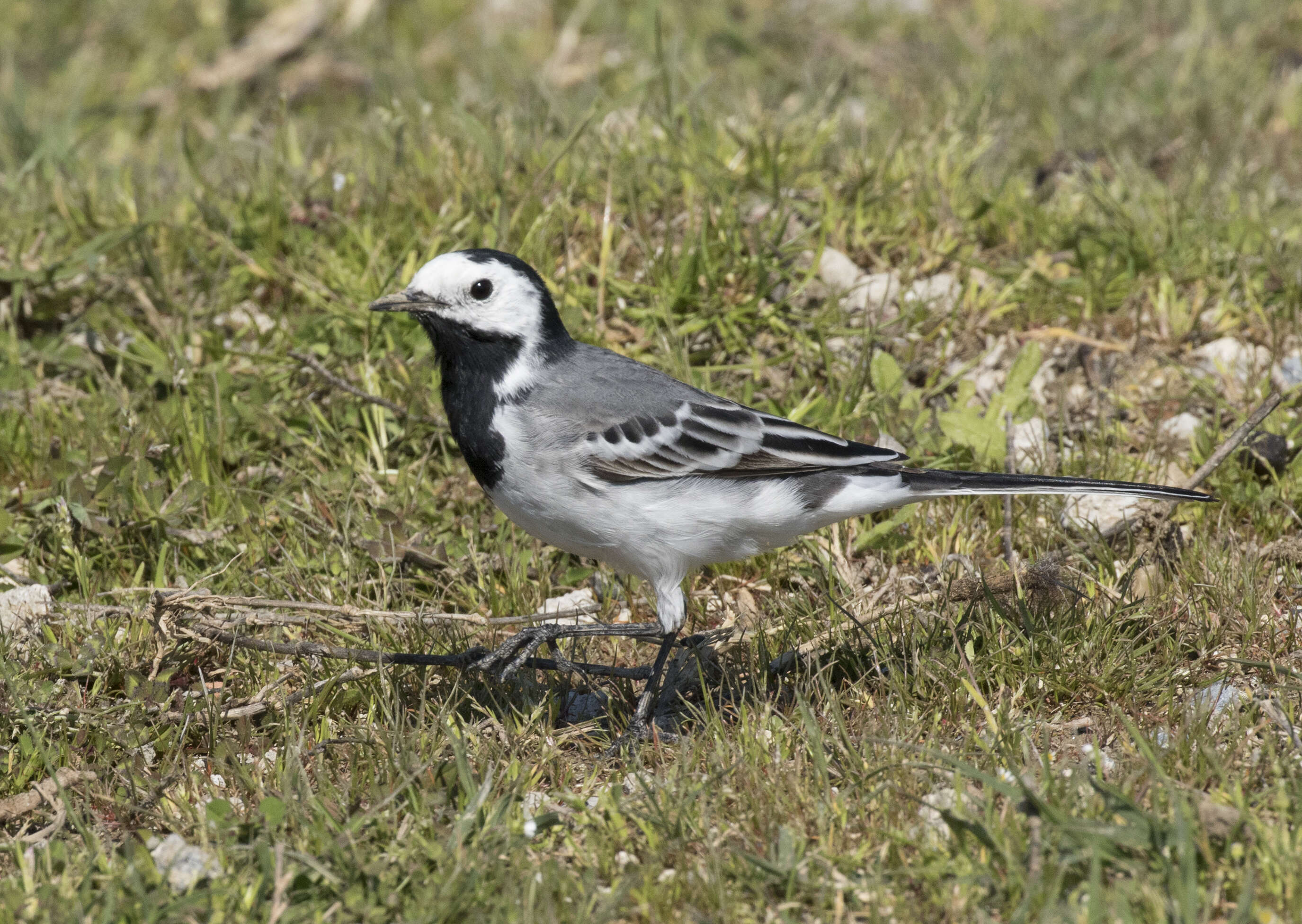 Image of Pied Wagtail and White Wagtail