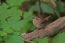 Image of Pacific Wren