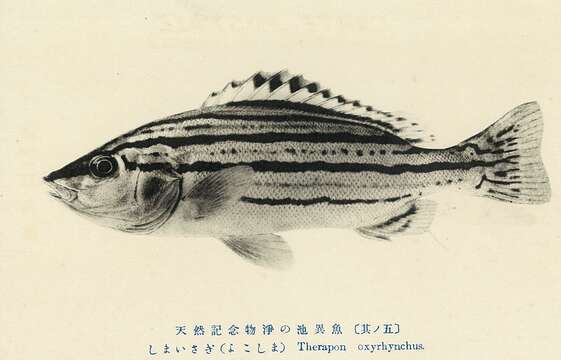 Image of Rhynchopelates