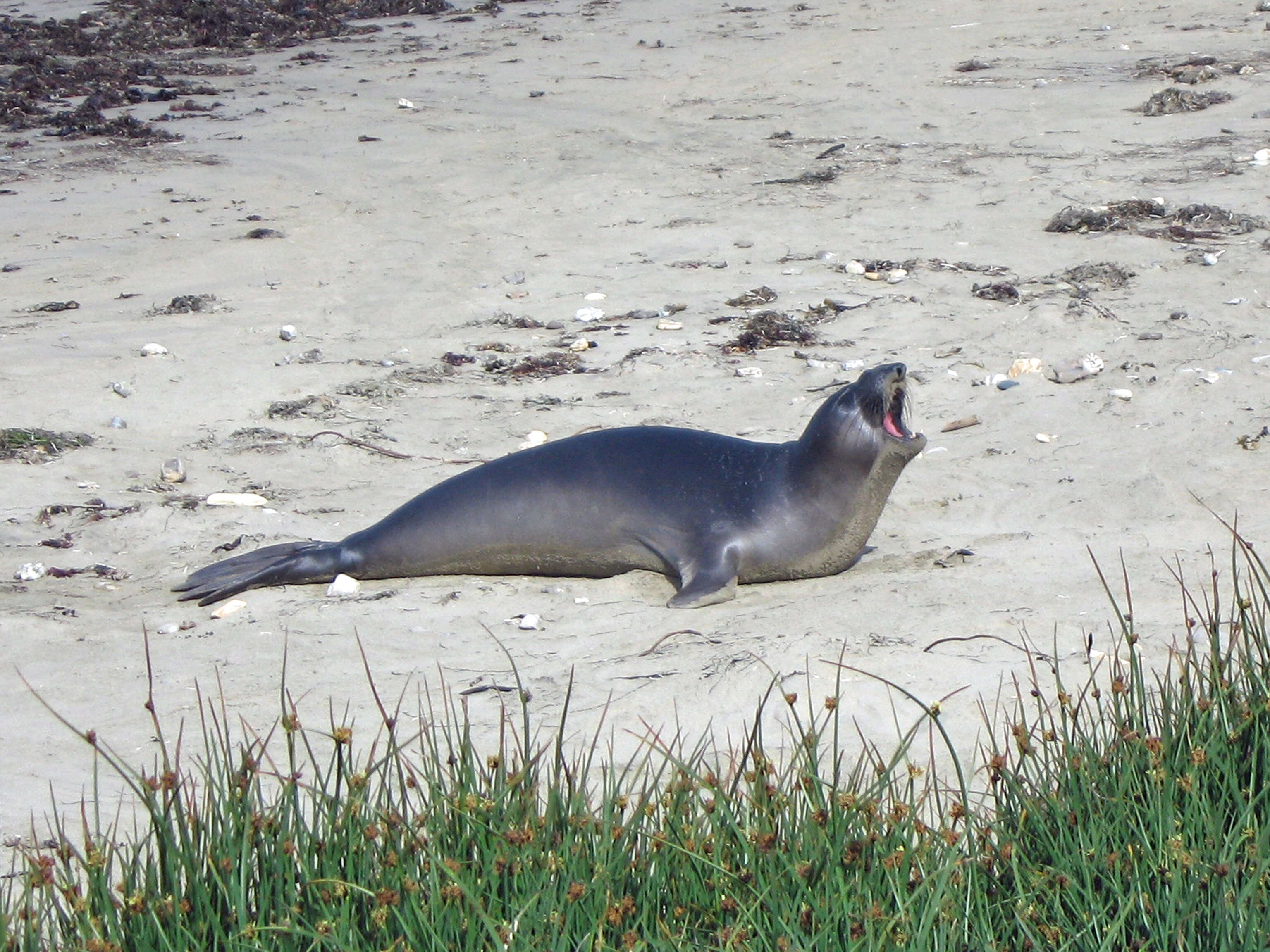 Image de Éléphant de mer du nord