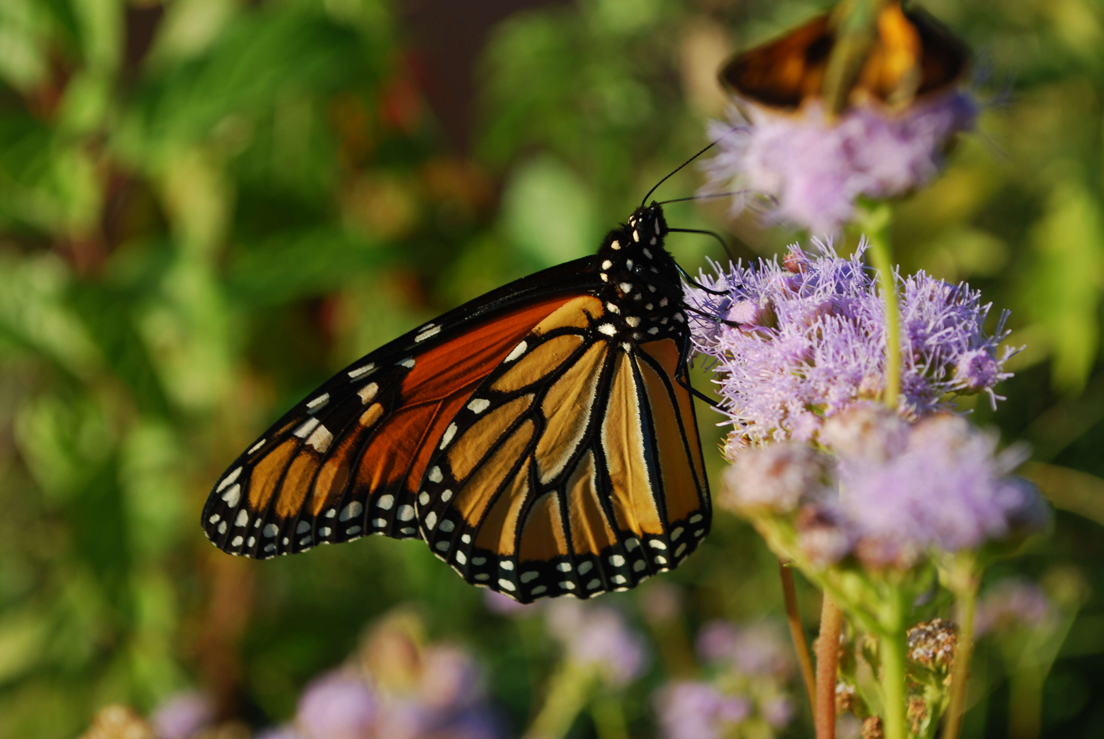 Image of Pinked Mistflower