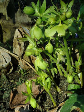 Image of Helleborus odorus subsp. cyclophyllus (A. Braun) Strid