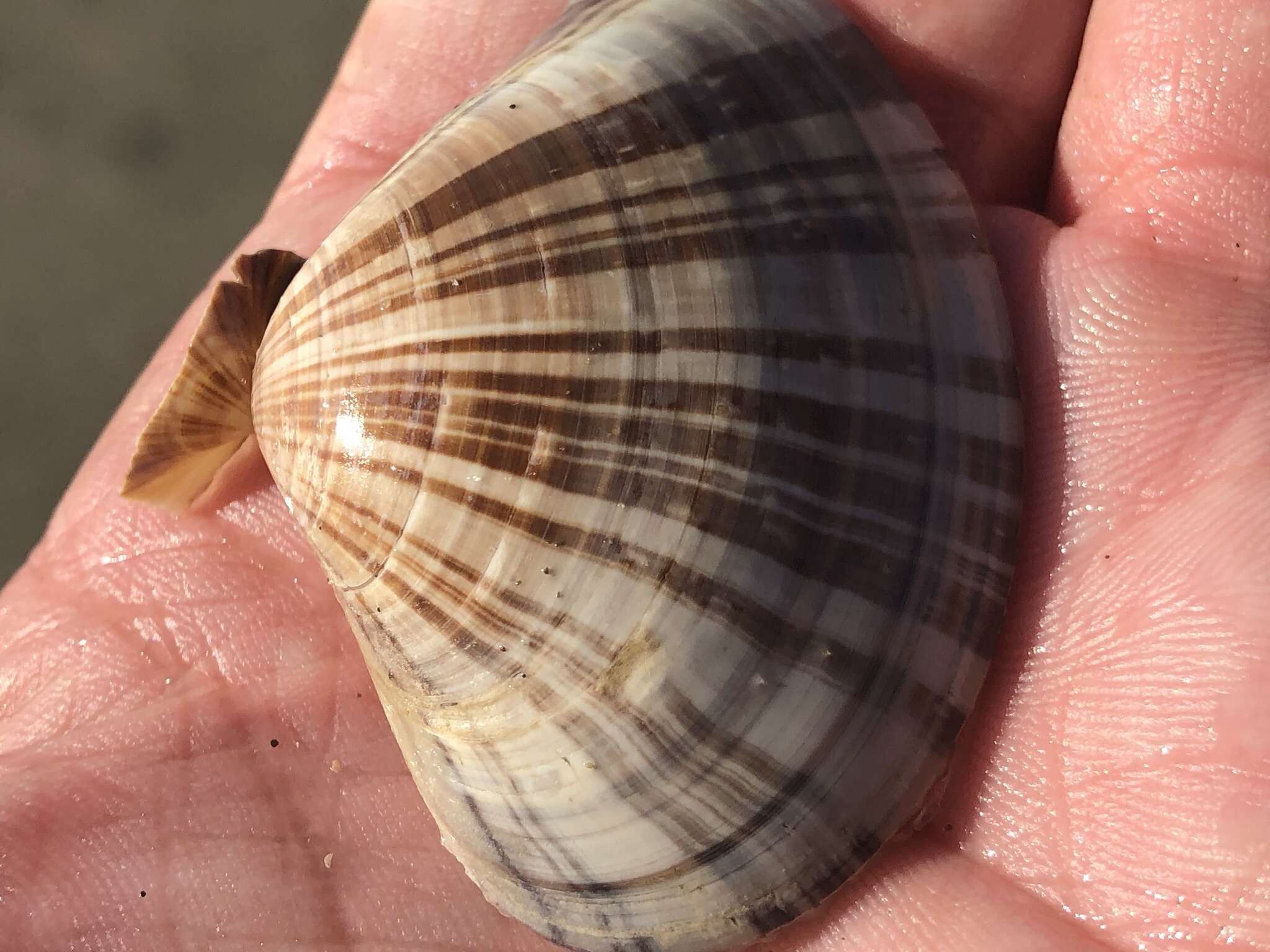 Image of Pismo clam