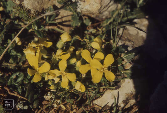 Image of Basket of Gold