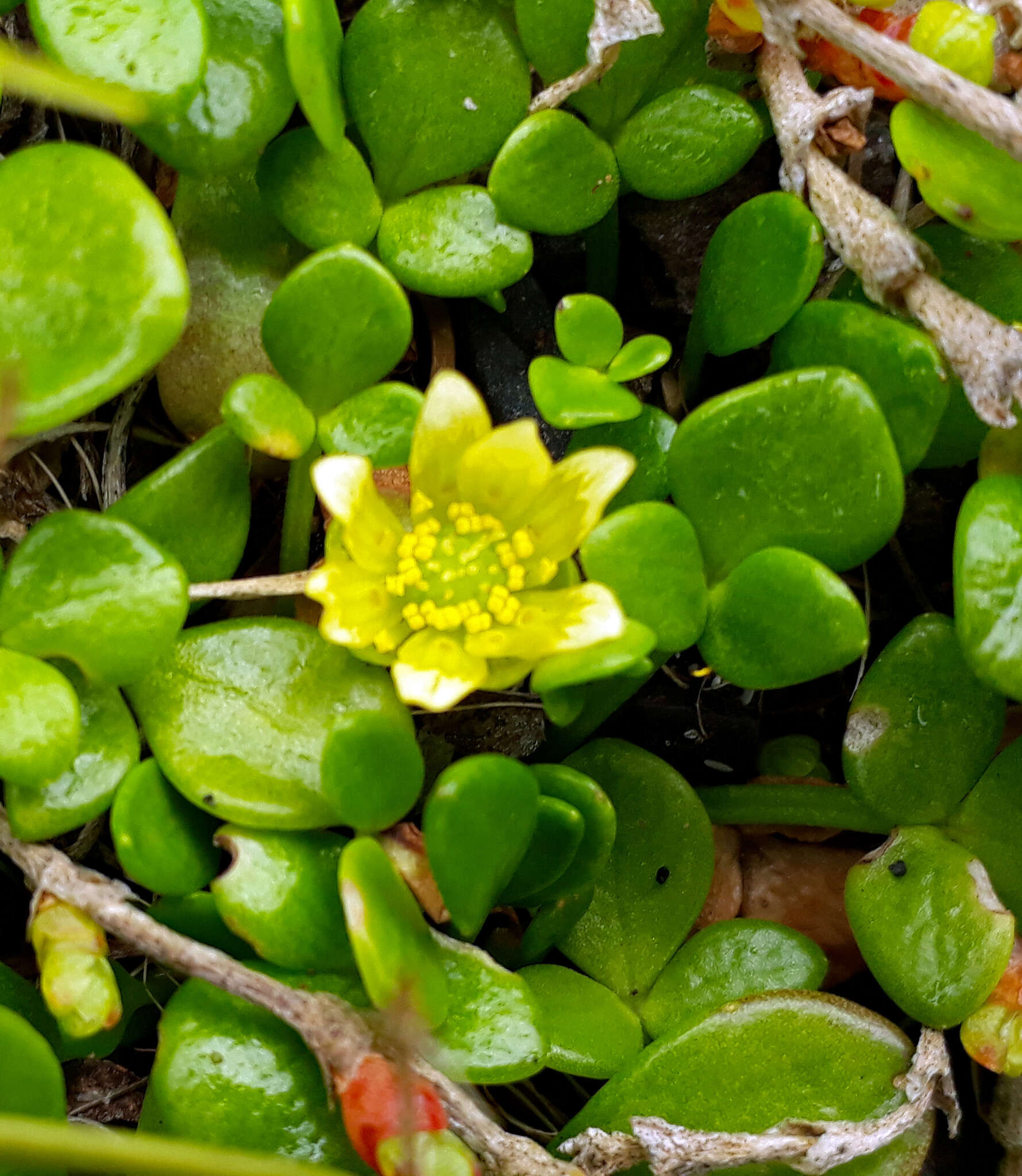 Image of Ranunculus acaulis Banks & Soland.