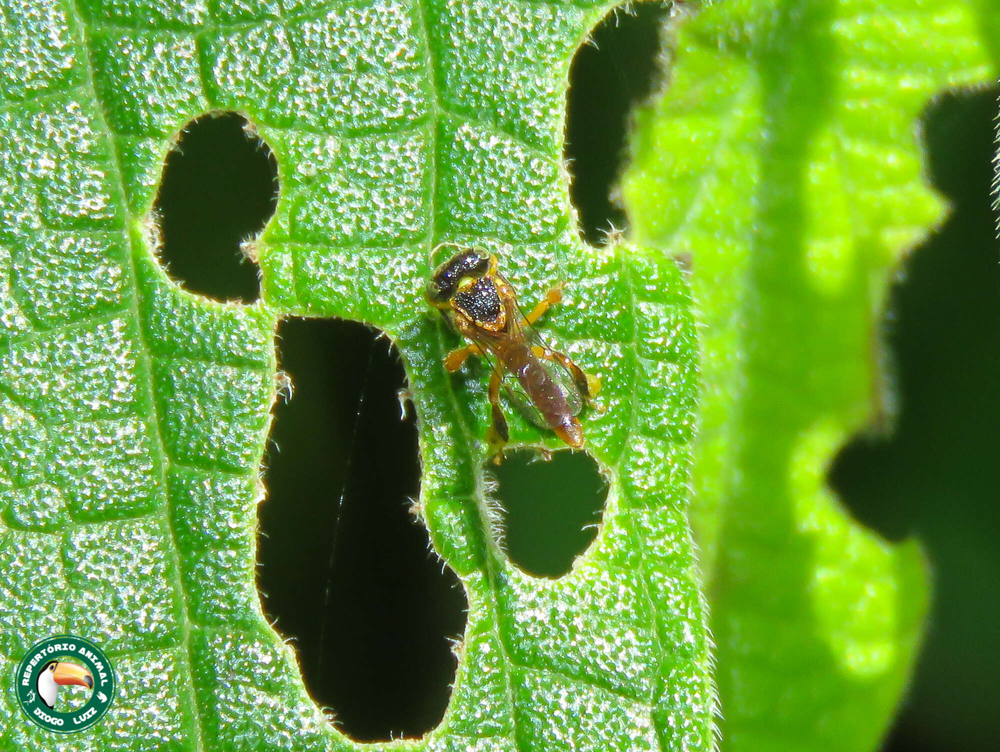 Слика од Tetragonisca angustula (Latreille 1811)