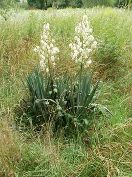 Image of moundlily yucca