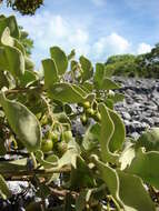 Image de Solanum nelsonii Dun.