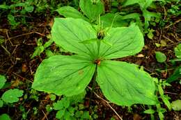 Image of herb Paris