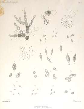 Image de Leptosira Borzì 1883