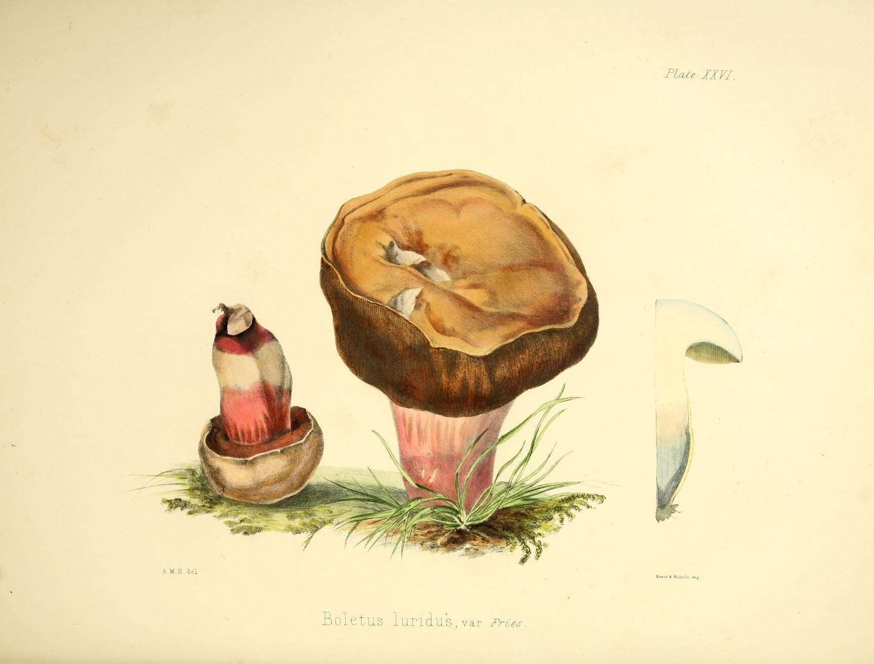 Image of Suillellus luridus (Schaeff.) Murrill 1909