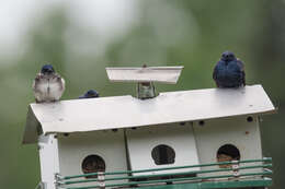 Image of Purple Martin