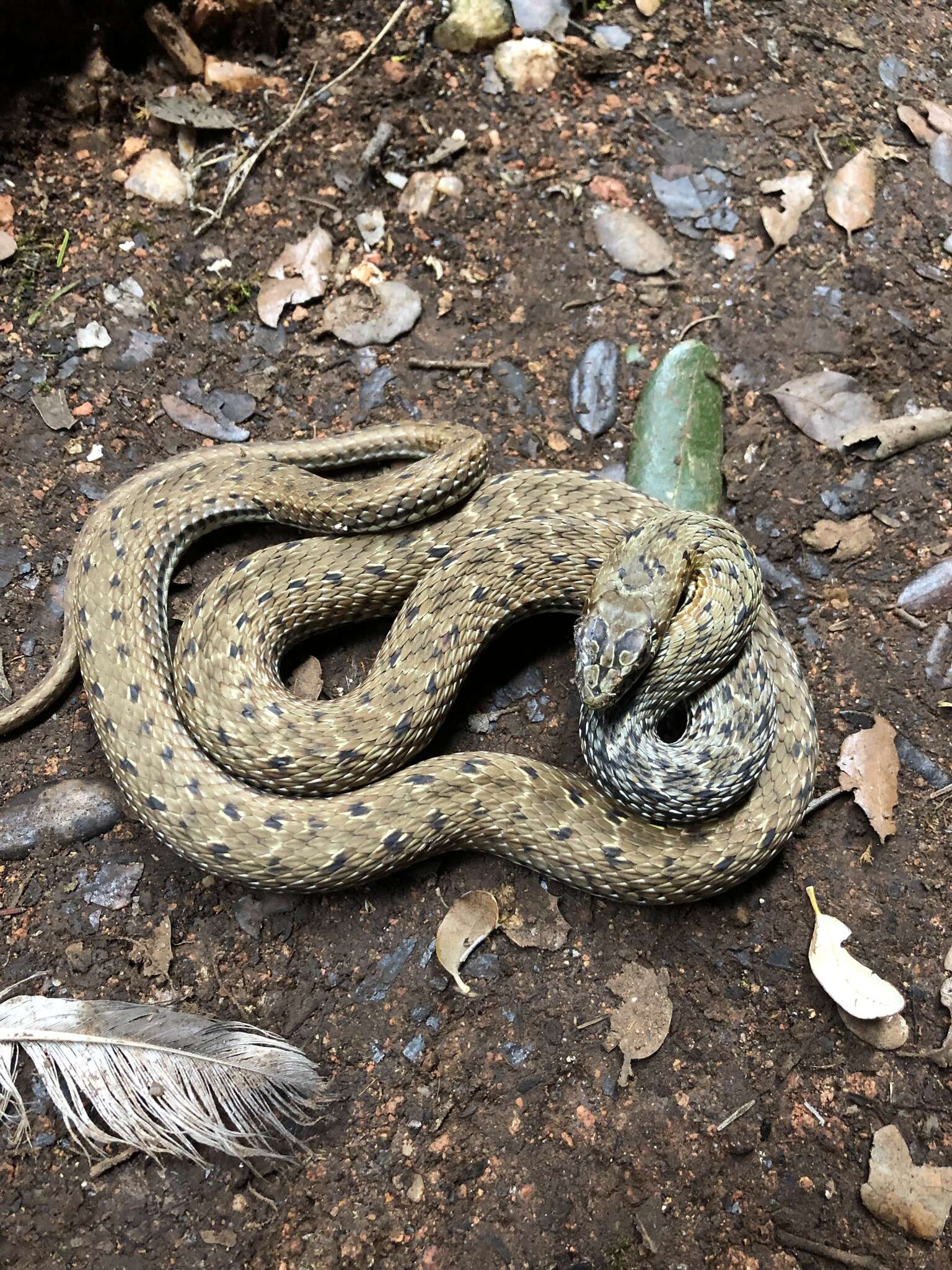 Image of Montpellier Snake