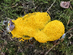 Image of Dog vomit slime mold